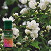 AROMALAND Ulei aromaterapie parfumat Iasomie, Aroma Land, 10 ml