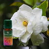 AROMALAND Ulei aromaterapie parfumat Gardenia, Aroma Land, 10 ml