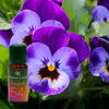 AROMALAND Ulei aromaterapie Violete, Aroma Land, 10 ml