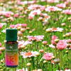 AROMALAND Ulei aromaterapie Flori de Câmp, Aroma Land, 10 ml