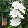 AROMALAND Ulei aromaterapie White Musk, Aroma Land, 10 ml