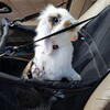 Geanta Transport Animale, Impermeabil, Tip Scaun Auto, Pentru Caine, Pisica, Iepure, 40x40x32cm