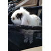Geanta Transport Animale, Impermeabil, Tip Scaun Auto, Pentru Caine, Pisica, Iepure, 40x40x32cm