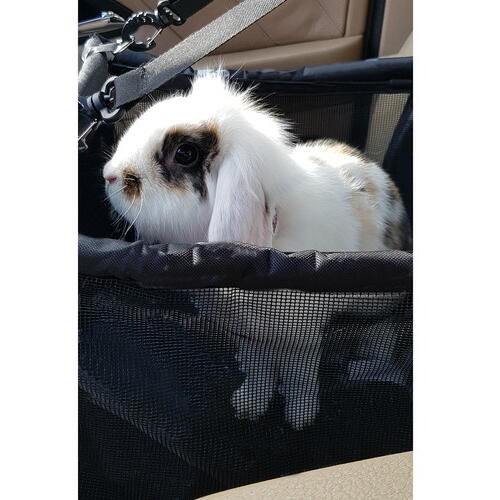 Geanta Transport Animale, Impermeabil, Tip Scaun Auto, Pentru Caine, Pisica, Iepure, 40x40x32cm